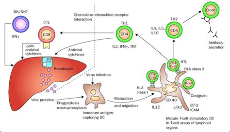 Immunology Of Hepatitis B Infection The Lancet Infectious Diseases