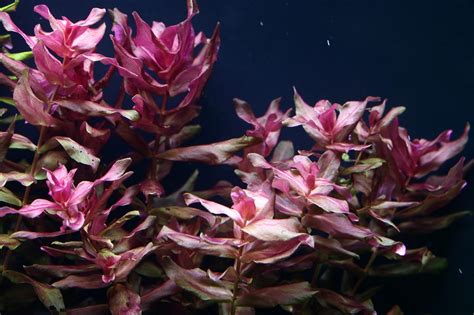 Layout 94 Tropica Tropica Aquarium Plants