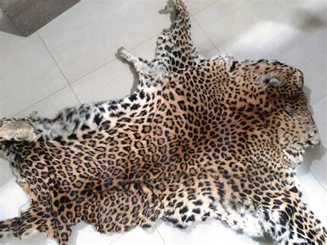 Leopard Skins Seized In Nayagarh District 1 Held Orissapost