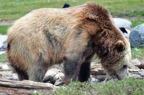 Oso De Grizzley Que Forrajea Para La Comida Foto De Archivo Imagen De