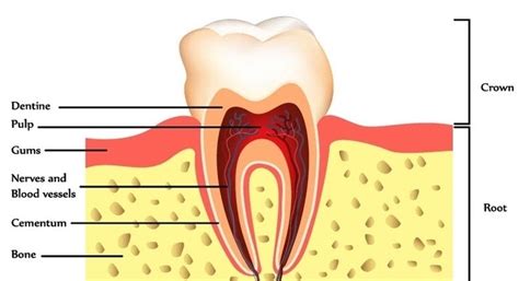 Tooth Anatomy Page Image - Graph Diagram