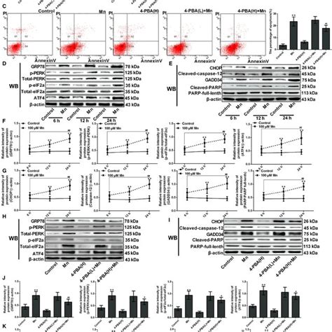 Endoplasmic Reticulum Stressmediated Apoptosis Was Involved In