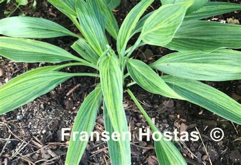 Hosta Hyuga Urajiro - Fransen Hostas