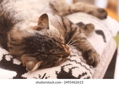 Chatte blonde résultats 23 mille dimages libres de droits de photos de stock et d