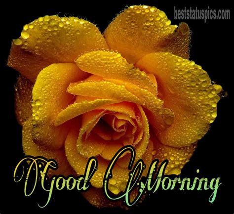 51 Beautiful Good Morning Yellow Rose Images Hd 2024 Best Status Pics