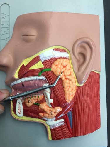 Salivary Glands Models Flashcards Quizlet