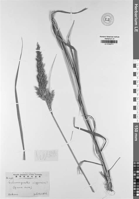 lectotype  calamagrostis yatabei maxim le
