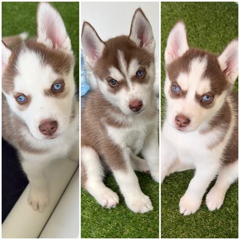 Siberian Husky - Saint Clair - PetsForHomes