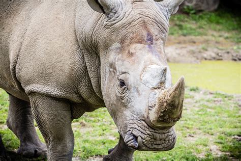 Rino-1 | The amazing Rino. | Carlos Delcristo | Flickr