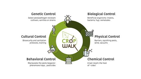 Integrated Pest Management And Agriculture Taro Pumps