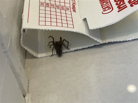 Along Came A Spider Cast 9