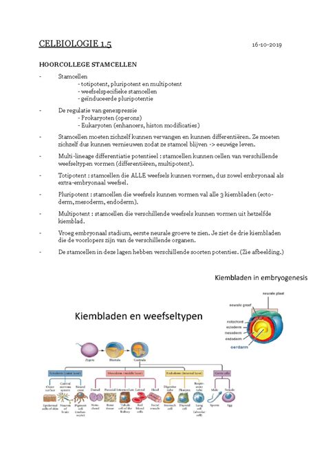 Celbiologie College 5 HOORCOLLEGE STAMCELLEN Stamcellen Totipotent