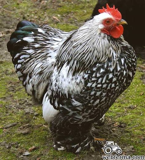 Кохинхин (Cochin) - страница в нашем Каталоге пород