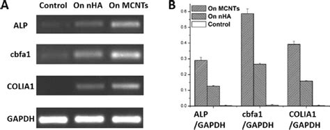 Results of RT-PCR qualitative (A) and quantitative (B) analysis at ...