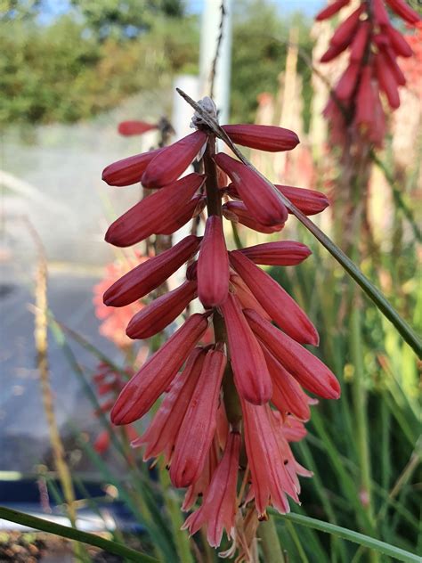 Kniphofia Red Hot Popsicle Shop Kniphofia Proctors Nursery