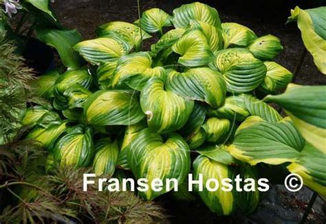 Hosta Cathedral Windows - Fransen Hostas