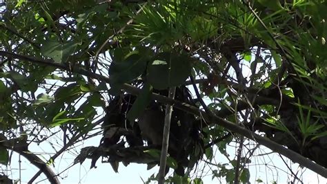 Bay chim cu gay Bổi sung YouTube