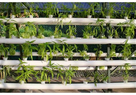 How To Become A Master Cannabis Grower Or Bud Trimmer
