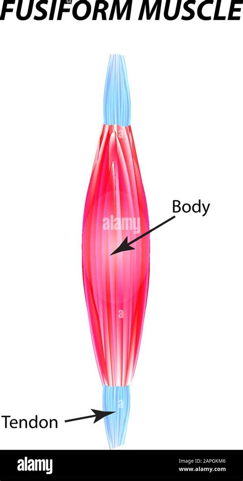 Estructura Del Músculo Esquelético Músculo Fusiforme Tendón Infografías Ilustración
