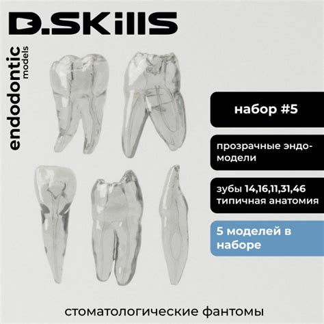 Набор #5 Эндодонтические модели зубов (эндоблоки прозрачные), 5 шт ...