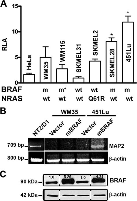 Mutant BRAF Up Regulates MAP2 Promoter Activity In Melanoma Cells A