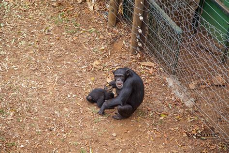 Destination Sierra Leone: The Hidden Wildlife Gem - Tacugama Chimpanzee