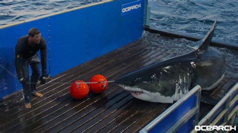 Great White Shark With Twitter Handle Tracked Along East Coast Toward