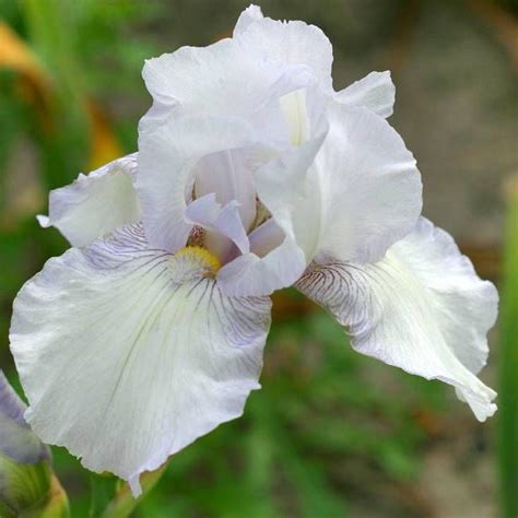 Ирис германский посадка и уход