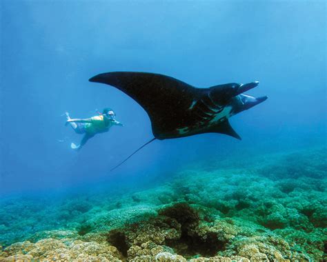 South Sea Cruises | Fiji Island Day Cruises & Island Resort Transfers