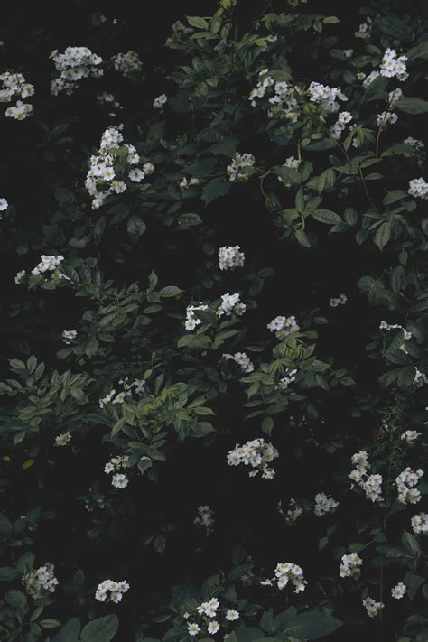 dark floral background 4