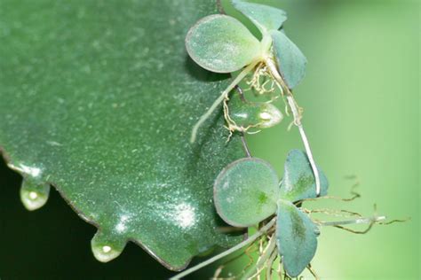 Types of Vegetative Propagation