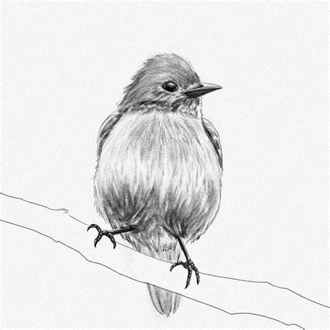 How To Draw A Bird Step By Step Tutorial