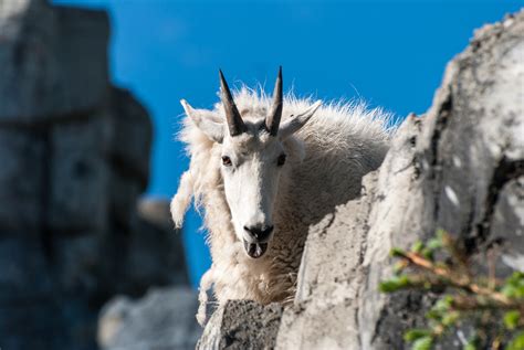 Definitive Guide To Mountain Goat Facts Habitat Conservation Status