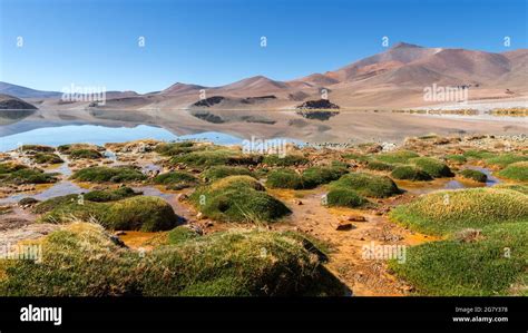 lake laguna santa rosa parque nacional nevado de tres cruces atacama