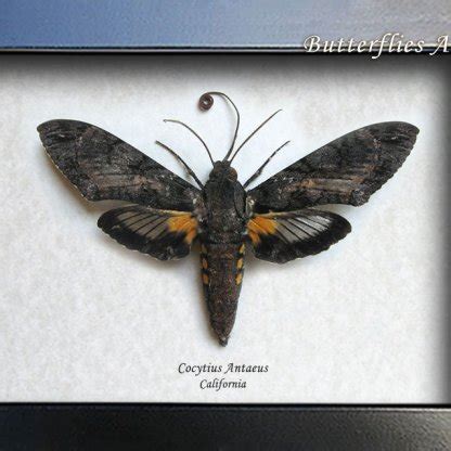 Largest Sphinx Moth Cocytius Antaeus RARE Museum Quality Entomology ...