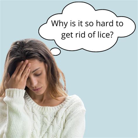 Flat ironing to kill lice and nits – Artofit