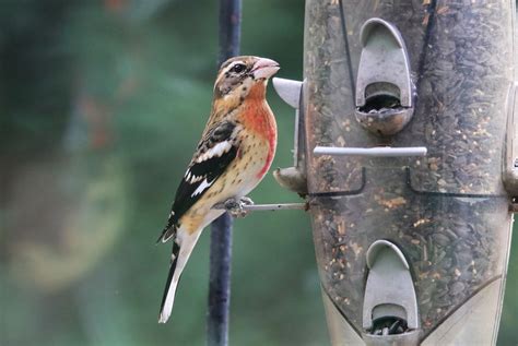 Ebird Checklist 11 Jan 2024 The Farm 12 Species