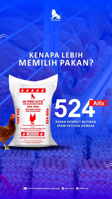 Ayam Petelur Charoen Pokphand