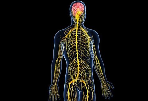 paresthesia longhorn brain  spine