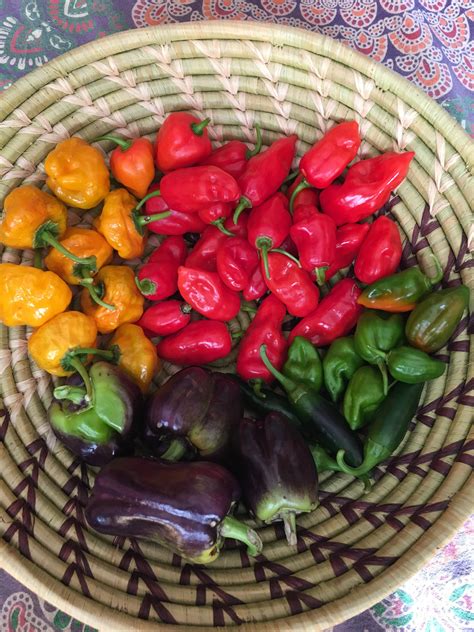 65 Best U My Mexican Cousin Images On Pholder Gardening Hot Peppers And Druggardening