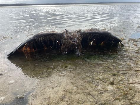 Strange Creature Covered In Seaweed Washes Up On Beach Newsweek