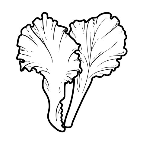 Premium Vector | Lettuce leaves linear drawing on white background