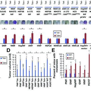 Tyrosine Kinase Activity Of Man A Fer A In Vitro Kinase Assay Using