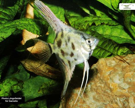 X Skalar Schwarz Pterophyllum Scalare Dnz S Damerika