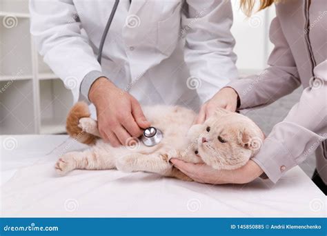 Veterinarian Doctor Checking Cat At A Vet Clinic Stock Image Image Of