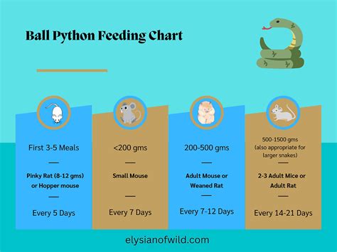 Ball Python Diet: A Comprehensive GuideReptile Care Elysian Of Wild