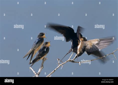 small group barn swallows  res stock photography  images alamy