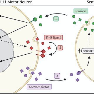 Proposed model of paracrine and autocrine signaling between mismatched... | Download Scientific ...