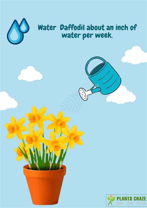 daffodil flower meaning 3