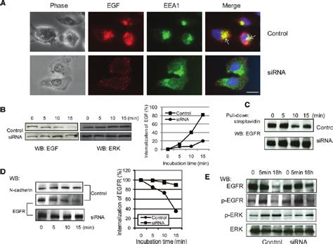 Egfr Internalization And Downstream Signaling Are Impaired By Knockdown